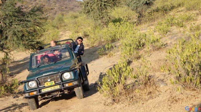 jeep safari in sariska